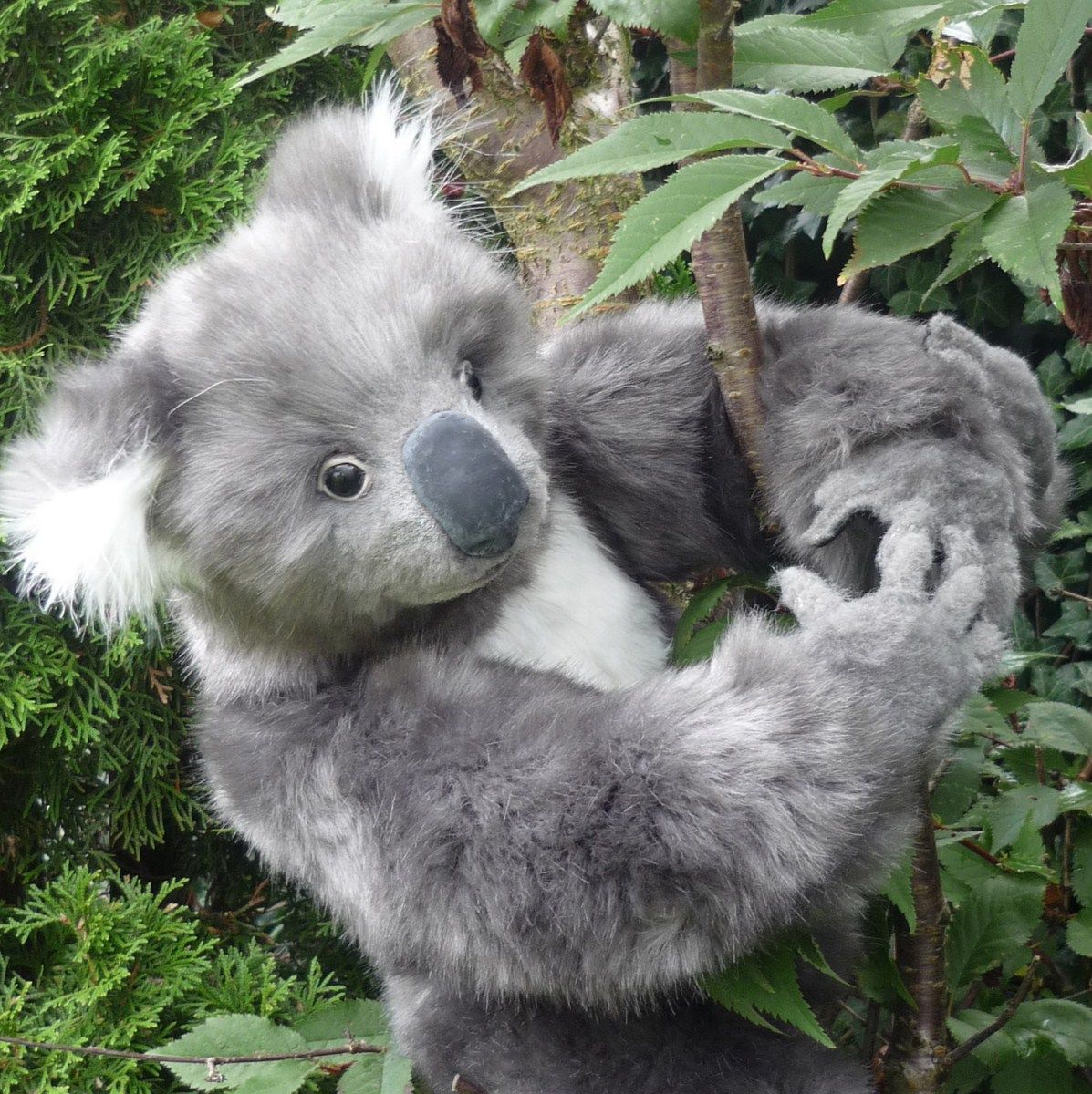 OOAK Realistic Koala Bear Lorenzo