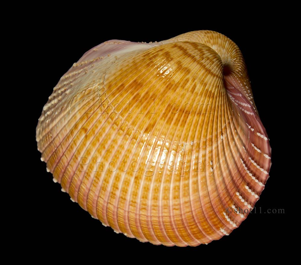 Cardium Pseudolima 90mm Precious Hard to Get Stunning Africa Seashell