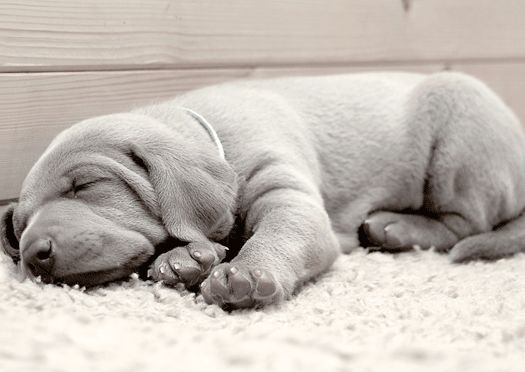 Close up image of an adorable Wiemaraner puppy sleeping on a soft rug