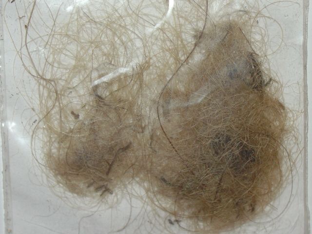 Specimen Of Woolly Mammoth Hair From The Permafrost Of Siberia