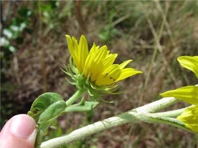 Sunflower Perennial Maximilianii Seeds L K P0028