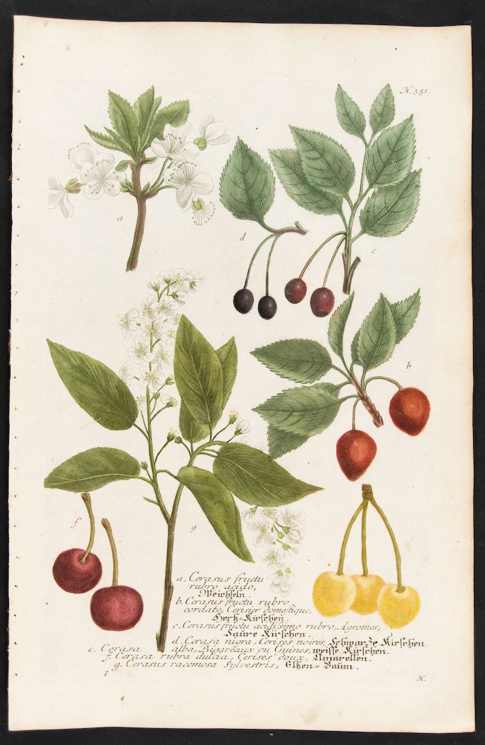 Weinmann 1737 Phytanthoza Iconographia Folio Botanical Cherry Tree 351