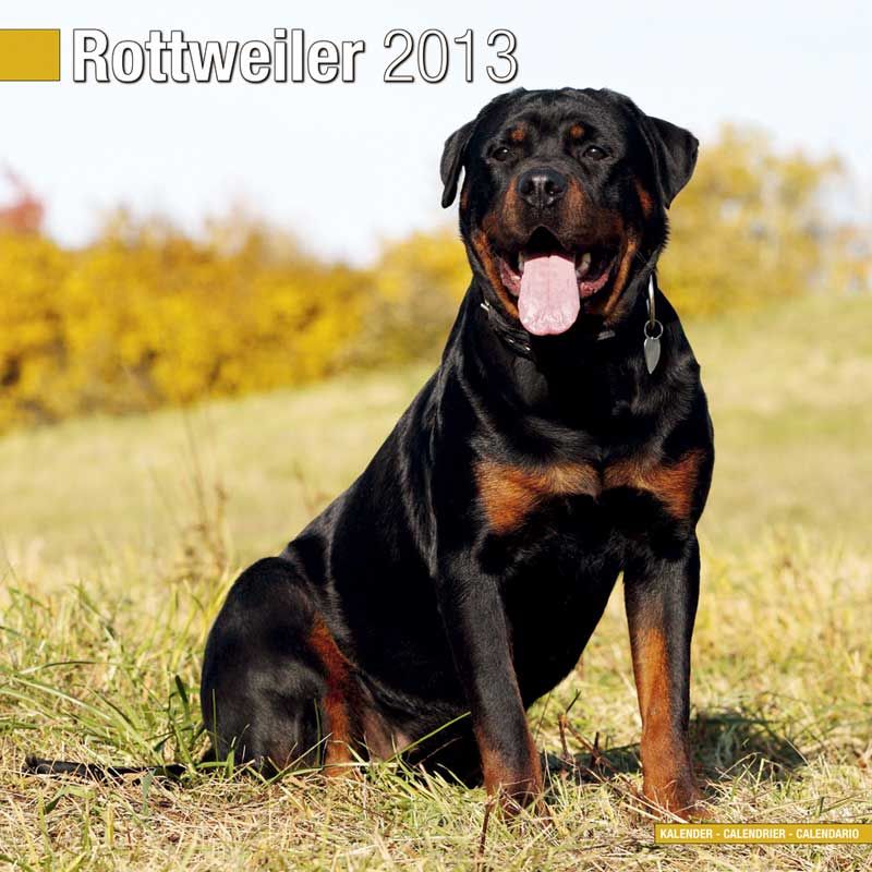 Kalender 2013 Rottweiler