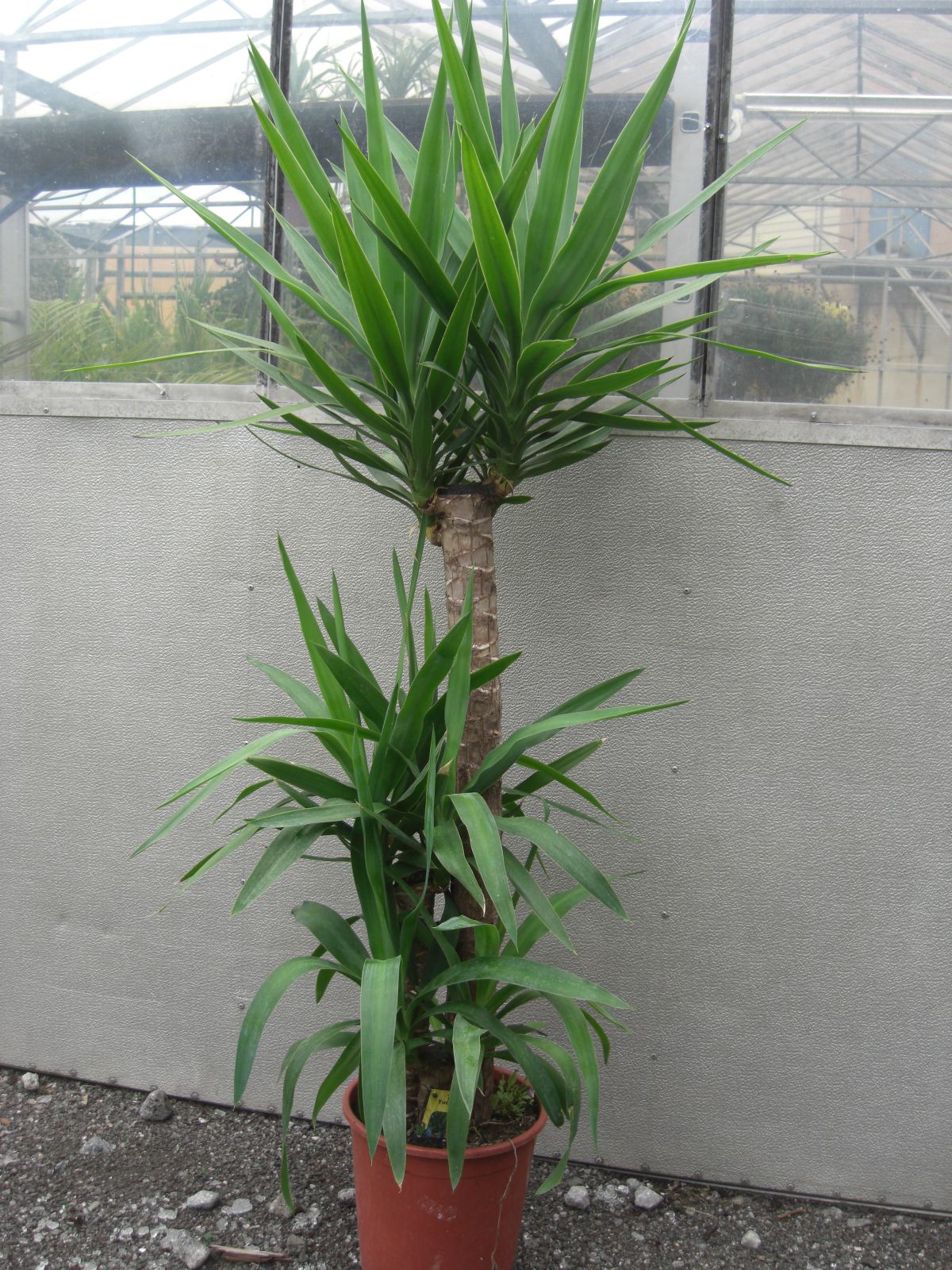 Yucca Elephantipes, 3er Tuff, 130cm Yuccapalme Palme