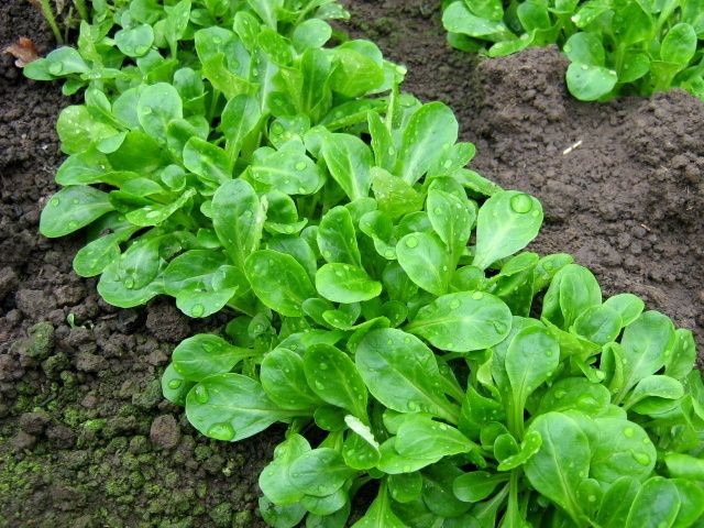 FELDSALAT NÜSSCHEN RAPUNZEL ACKERSALAT SALAT 1000 SAMEN