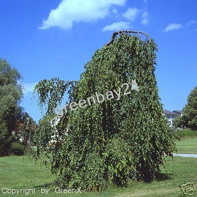 Fagus sylvatica Pendula Trauerbuche Buche 80/100 cm