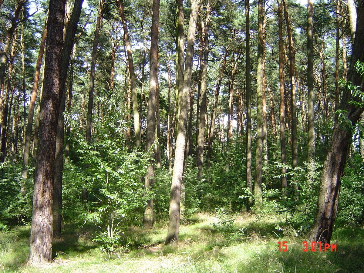 WALD WALDGRUNDSTÜCK 26400 qm an A115 SPECKGÜRTEL ca. 20 min bis