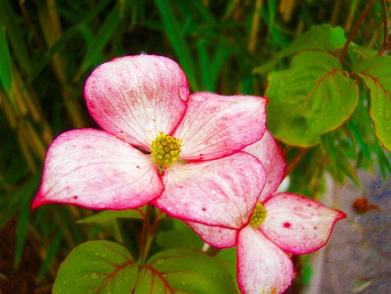 Cornus kousa Satomi, roter Blumenhartriegel, 100cm