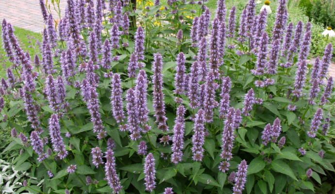 Agastache rugosa essbare Blüten / edible flowers #121