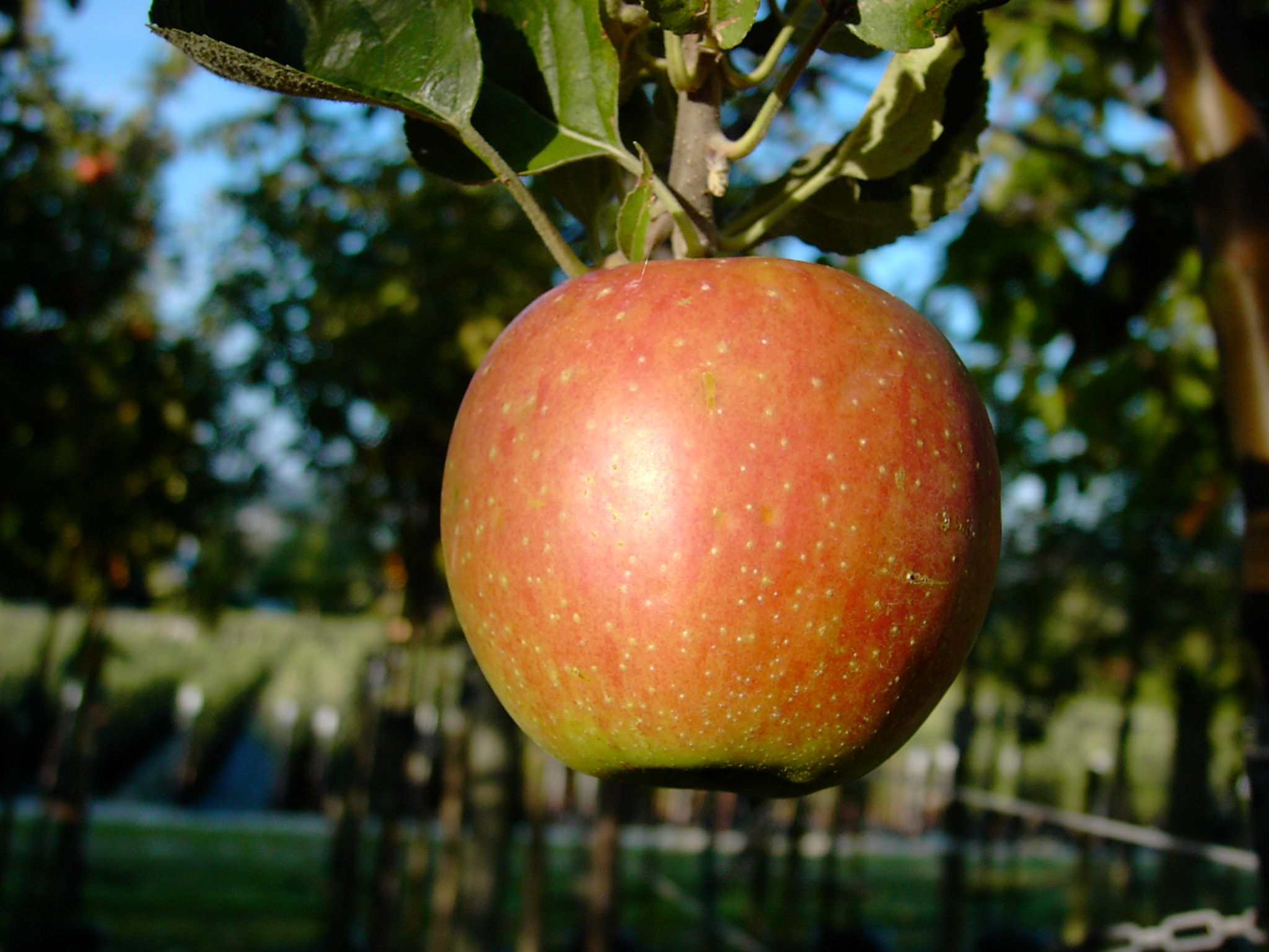 Winterapfel Apfelbaum Apfel Busch ca. 120 150 cm 10 L Topf, MM111