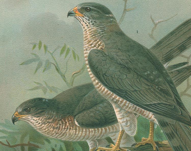 ZWERGHABICHT ASTUR BREVIPES BAUM VÖGEL VON NAUMANN 188*