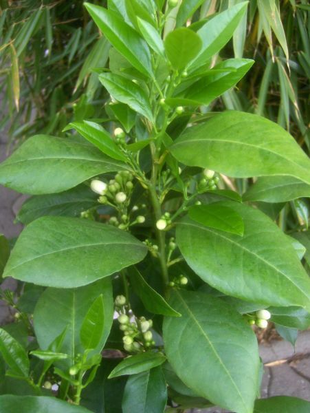 Citrus limon Rosso, rote Zitrone, 70 80cm, viele Blüten