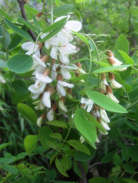 Robinia pseudoacacia Tortuosa, Korkenzieherakazie, 80 100cm