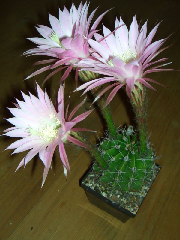 duftende Bluete Echinopsis eyriesii R 377 Cerro Jarao 50 Samen Kakteen