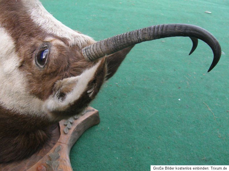 Gamsgeiß chamois isard camoscio Jäger Jagd Hörner Gams Gemse