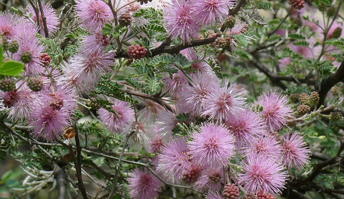 Rühr mich nicht an   echte Mimose, Dauerblüher #591