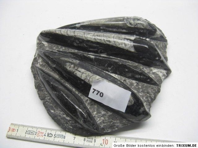 Orthocerasplatte,ca.17x19cm,Fossilien,Mineralien,Edelstein,1,35kg/770